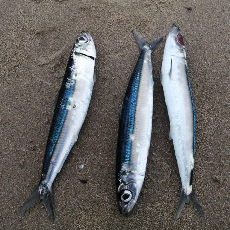 RedEye Sardines for Bait Natal RedEye Fisheries