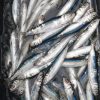 Natal RedEye Fisheries - Red-Eye Sardines for Sale - Bait